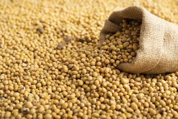 Burlap sack with soy on soy bean background closeup, food photography, food photography