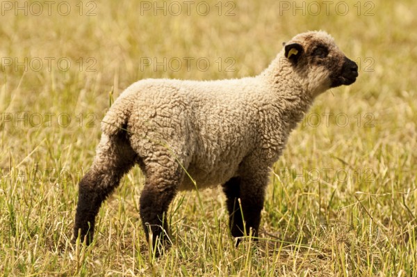 Freshly shorn grazing sheep in a meadow
