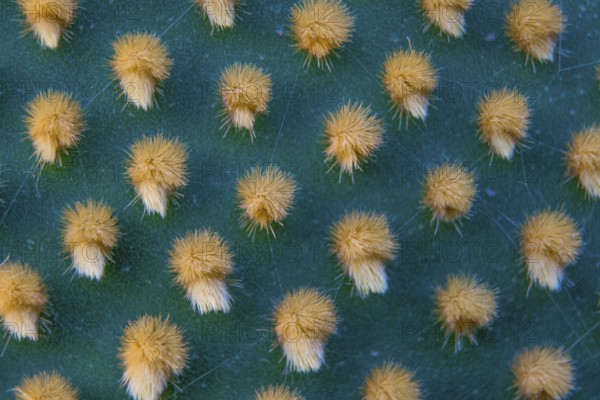 Closeup and macro shot of aereole of the Optunia cactus with aereole spines and glochids creating a pattern on green background