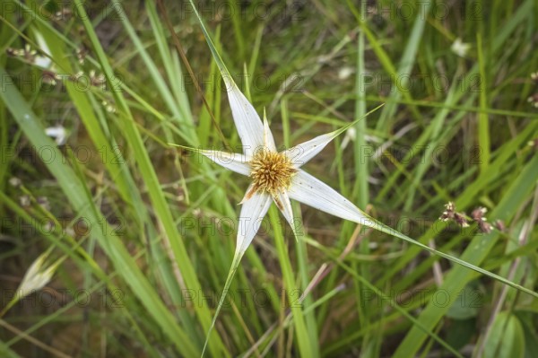 Close-up of a unique shaped white blossom with green blades of grass background, Caraca natural park, Minas Gerais, Brazil, South America