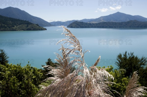 View Marlborough New Zealand South Island Ocean