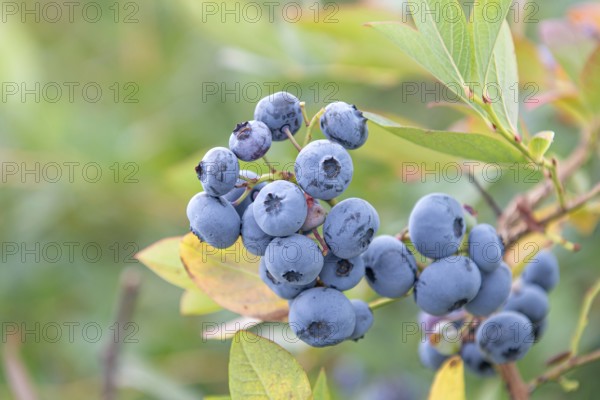 Blueberry (Vaccinium corymbosum 'Bluecrop'), Cambridge Botanical Garden, Germany, Europe