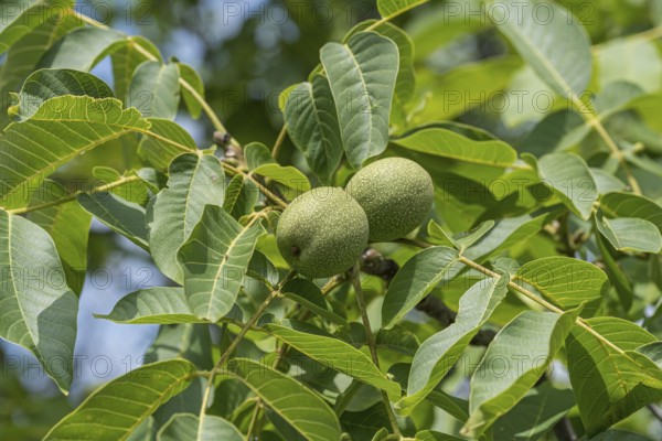 Walnut (Juglans regia 'Ockerwitzer Lange'), Kühne Omsewitz nursery, Germany, Europe