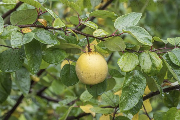 Quince (Cydonia oblonga 'Ludovic'), Bundessorteamt, testing centre Wurz, Germany, Europe