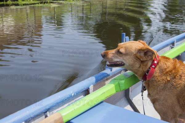 Brown cross breed dog in rowing boat on the river