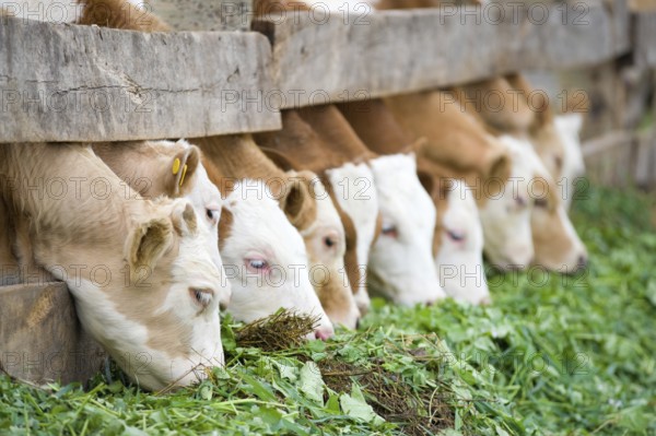 A line of farm calves eating green grass fodder