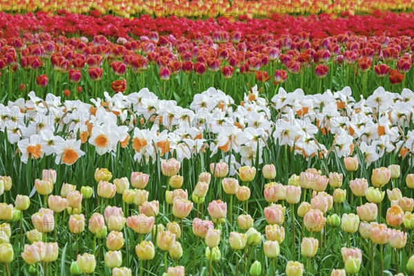 Flowerbed of tulips in the garden. Springtime in Netherlands Lisse, Netherlands