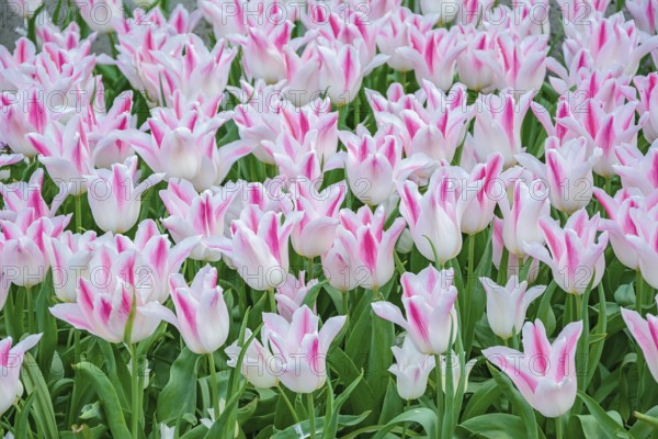 Flowerbed of tulips in the garden. Springtime in Netherlands Lisse, Netherlands