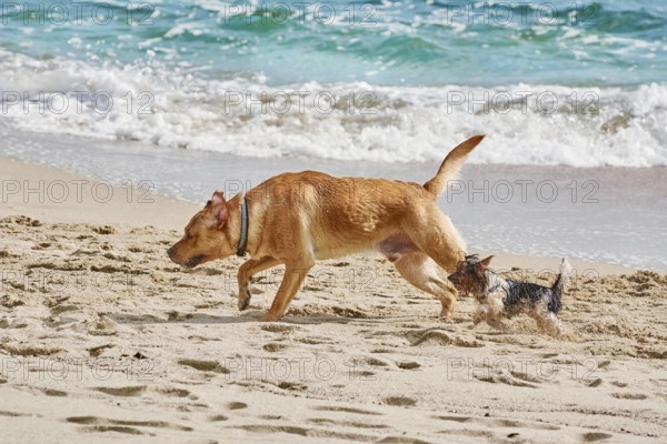 Big and small dogs playing on the beach in Varna, Bulgaria, Europe
