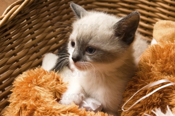 Adorable small kitten in wicker basket, lodz, poland