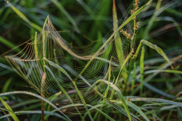 A detailed spider's web between blades of grass with dew, Danube, Bogen, Lower Bavaria