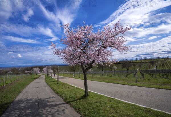 Almond blossom (Prunus dulcis), Maikammer, Rhineland-Palatinate, Germany, Europe