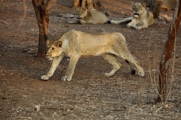 Lion cub sasan gir Gujarat India Asia