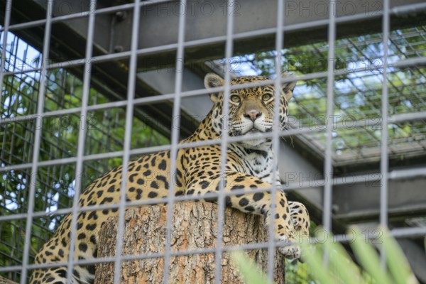 Jaguar (Panthera onca), grid, cage, Wilhelma, Zoological-Botanical Garden, Stuttgart, Baden-Württemberg, Germany, Europe