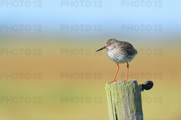 Common Redshank bird on pole