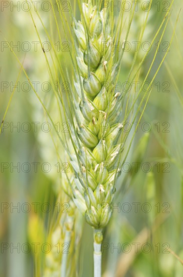 Fields with ripe rye
