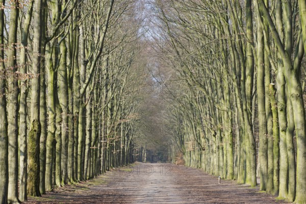 Long lane in sunny forest