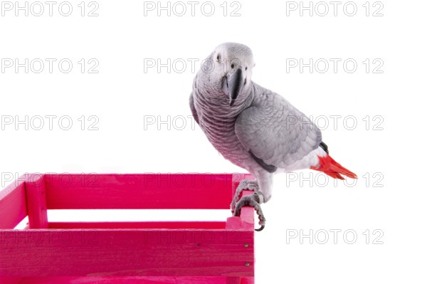 Grey red tail parrot on pink wooden crate