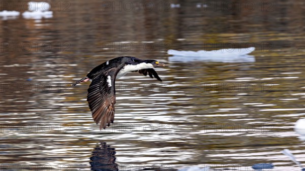 A cormorant flies just above the water, surrounded by floating pieces of ice, blue-eyed cormorant (Leucocarbo atriceps) in the Antarctic