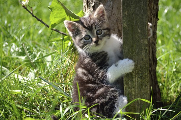 Portrait of a kitten in the wild