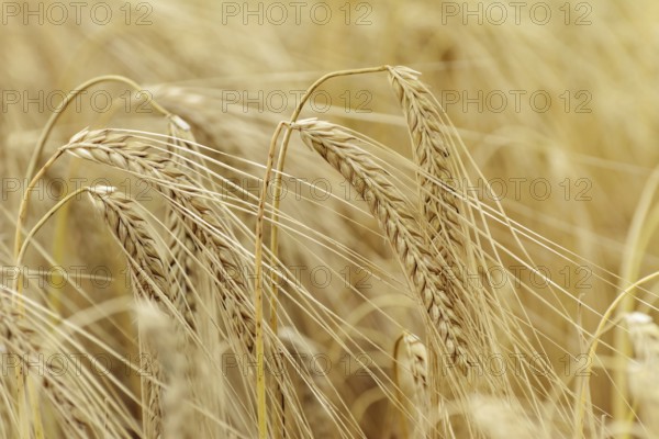 Ripe Eears Of Rye In The Field
