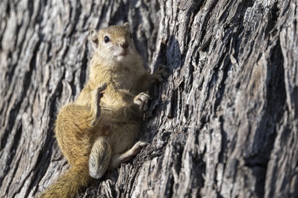 Tree squirrel, African bush squirrel (Paraxerus cepapi), Moremi Game Reserve, Okavango Delta, Maun, Botswana, Africa