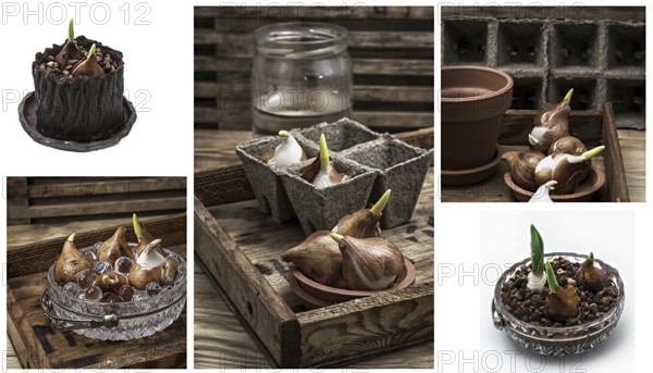Shoots of tulips germinated in the spring tulips with agricultural accessories
