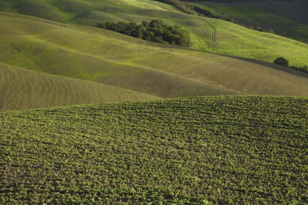 A beautiful tuscan landscape with autumnal colours