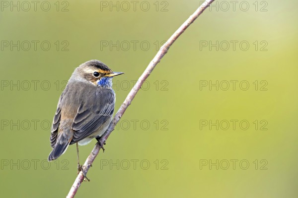 Bluethroat (Luscinia svecica), (Luscinia svecicus), Rhineland-Palatinate, Germany, Europe