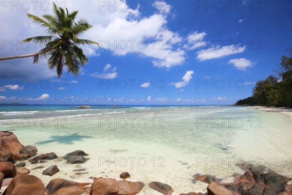 La Digue, Palm tree beach, Seychelles, Indian Ocean, Palm trees, La Digue, Indian Ocean, Seychelles, Africa