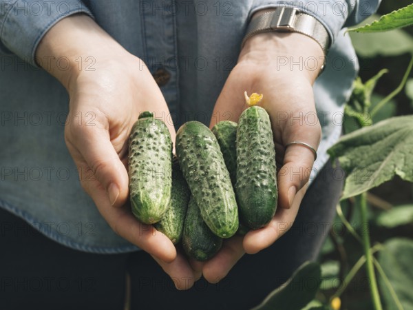 Fresh cucumbers in female hands. Unrecognizable young hipster woman in denim shirt hold organic cucumbers in her hands in vegetable garden. Natural daylight. Hands hold heap of cucumbers outdoors