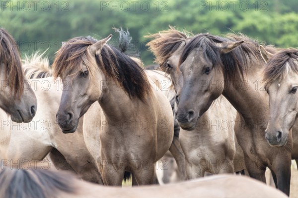 The Dülmen horses live wild near Dülmen, in the Merfelder Bruch nature reserve in North Rhine-Westphalia. The eel line on their backs is a typical feature of these wild horses. Wild live the Dülmen horses near Dülmen, in the nature reserve Merfelder Bruch, North Rhine-Westphalia. A characteristic feature of the wilds is the eel on the back