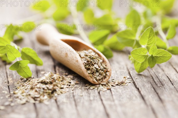 Dry oregano in wooden scoop and green twigs