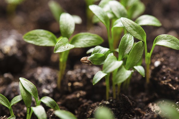 Macro view of sprout growing from seed, spring concept
