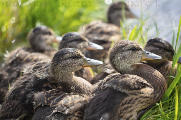 Group of greylag geese in close-up
