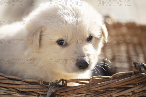 Cute fluffy little white dog in a wicker basket