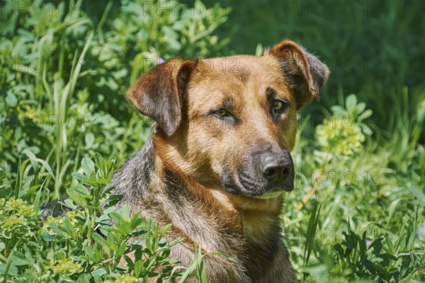 Portrait of a street dog Varna, Bulgaria, Europe