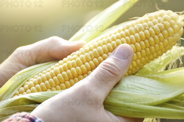 Harvest ready unwrapped corn cobs in farmer's hands closeup