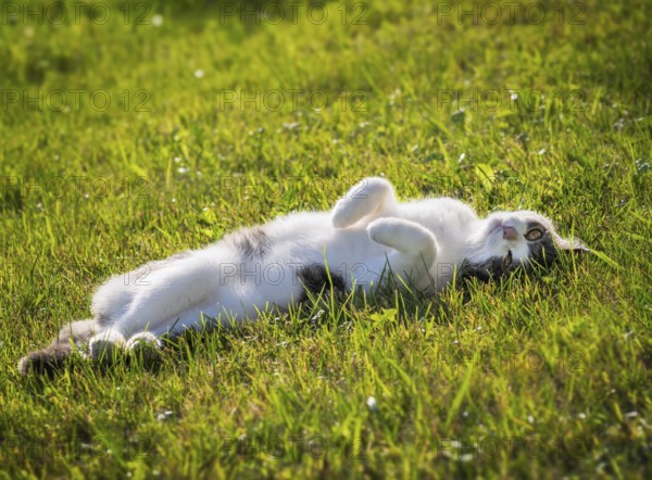 Cute domestic cat lying in the grass