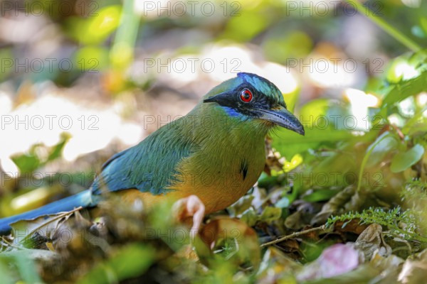 Close-up of a Whooping motmot perched on a tree branch, blurred green leaves in background, Colombia, South America