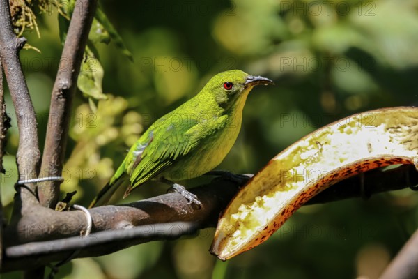 Close-up of a female Green honeycreeper, perched on branch near a banana in sunlight, Folha Seca, Brazil, South America