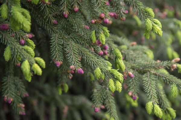 Oriental spruce (Picea orientalis), Pruhonice Dendrological Garden, Czech Republic, Europe