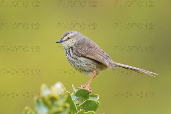 Spotted Prinia, (Prinia maculosa), Karoo Prinia, Prinia du Karoo, Prinia del Karoo, Harold Porter National Botanical, Betty's Bay, Western Cape, South Africa, Africa