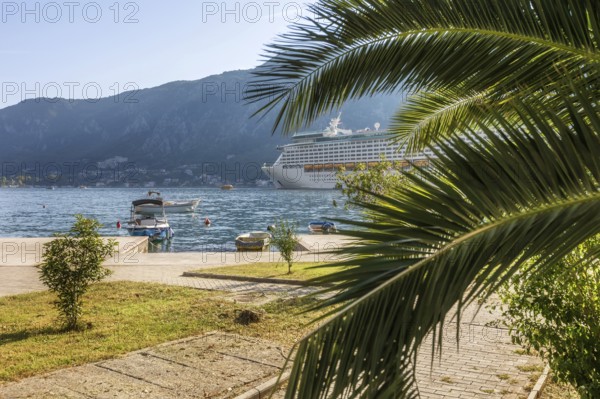 Kotor, Montenegro palm tree and cruise ship in Kotor bay, holiday background