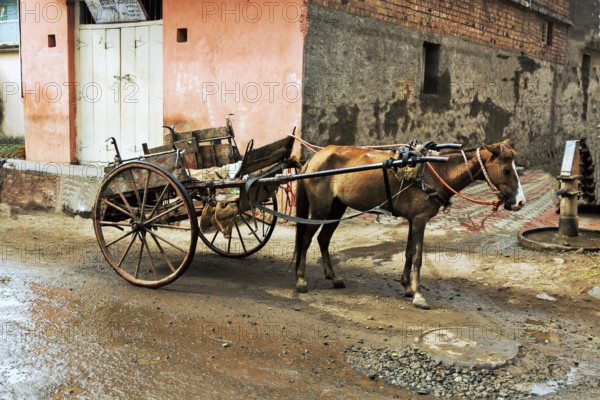 Horse cart, Miraj, Maharashtra, India, Asia
