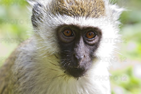 Portrait of a vervet monkey, Amboseli National Park, Kenya, Africa Kenya, Africa