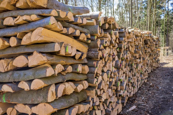 Trees in a forest were cut down during timber work. Natural, energy-friendly and sustainable heating. Austria