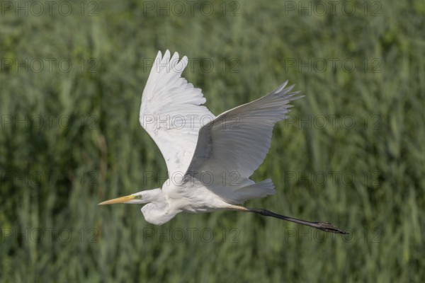 Great egret (Ardea alba) in flight over a marsh. Bas Rhin, Alsace, France, Europe