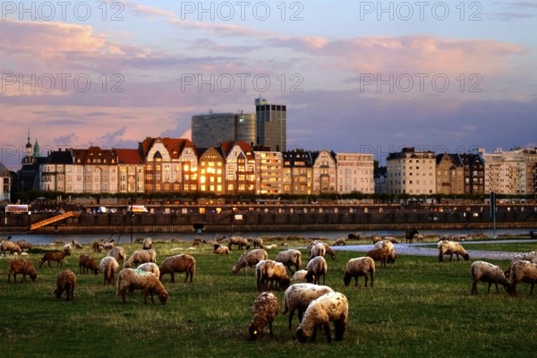 Herd of grazing sheep on the Rhine meadows in Düsseldorf. Opposite the Rhine bank promenade with the house front of the Mannesmannufer in the last light of the evening sun. Landscape format. Grazing flock of sheep on the Rhinemeadows of Düsseldorf. Opposite the Rhine promenade in the light of evening sun. Horizontal format