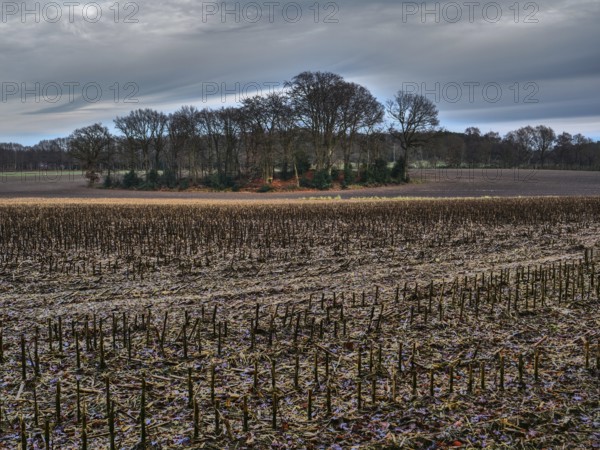 A harvested field stretches out in front of a small forest and a cloudy sky, Reken, münsterland, germany